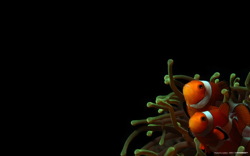 Two Clownfish in Anemone — Orange, Dramatic