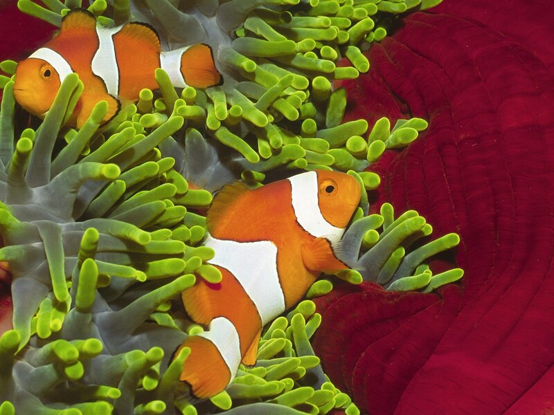Two Clownfish in Anemone — Orange, Ocean