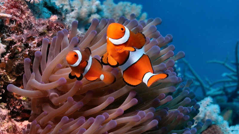 Two Clownfish in Anemone — Orange, Serene, Photograph, Coral