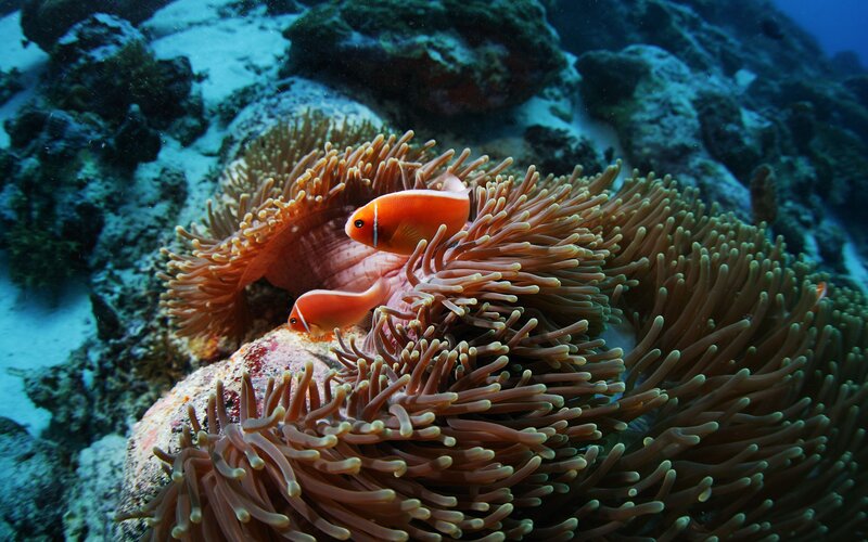 Two Clownfish in Anemone — Orange, Serene, Photograph