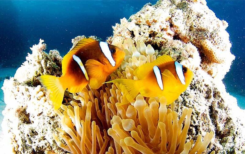 Two Clownfish in Anemone — Orange, Serene