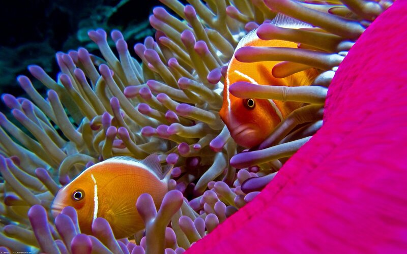 Two Clownfish in Anemone — Orange, Vibrant