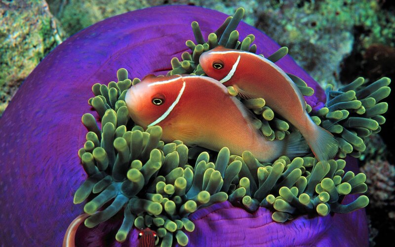 Two Clownfish in Anemone — Purple, Calm