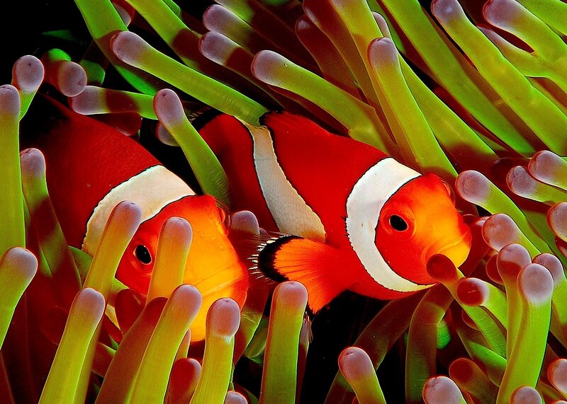 Two Clownfish in Anemone — Red, Vibrant