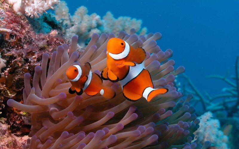 Two Clownfish in Anemone — Serene, Photograph