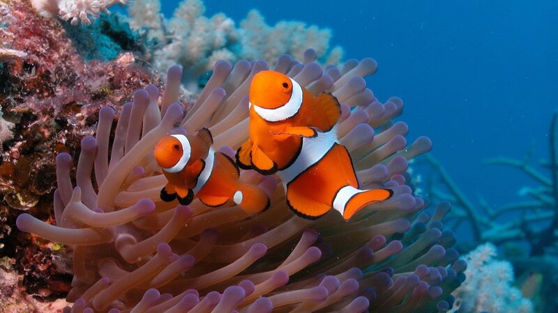 Two Clownfish in Anemone — Serene