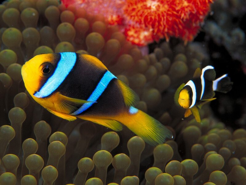 Two Clownfish in Anemone — Yellow