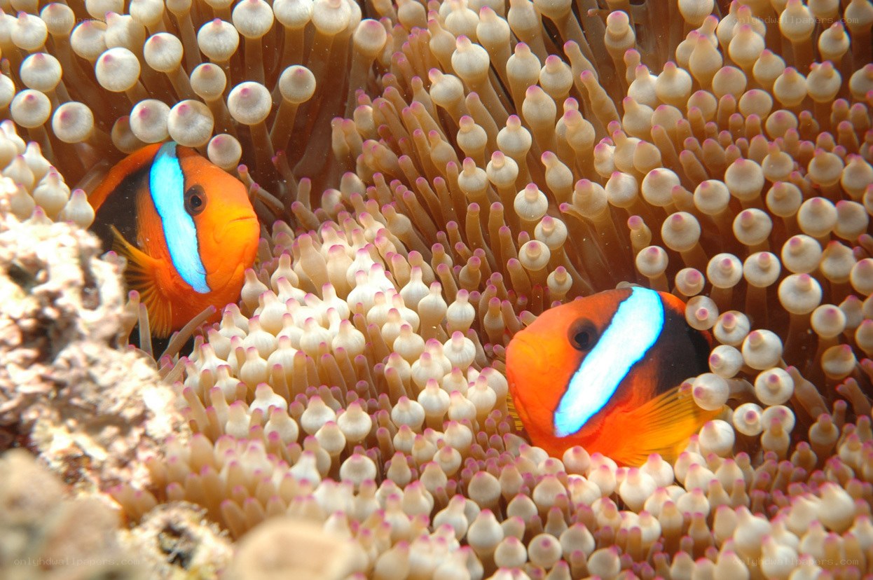 Two clownfish in anemone
