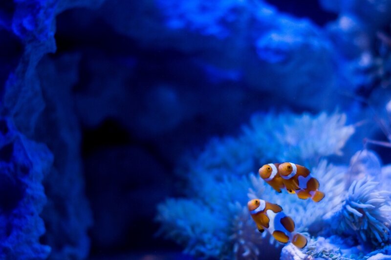 Two Clownfish in Coral — Blue, Serene, Photograph, Anemone