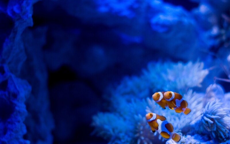 Two Clownfish in Coral — Blue