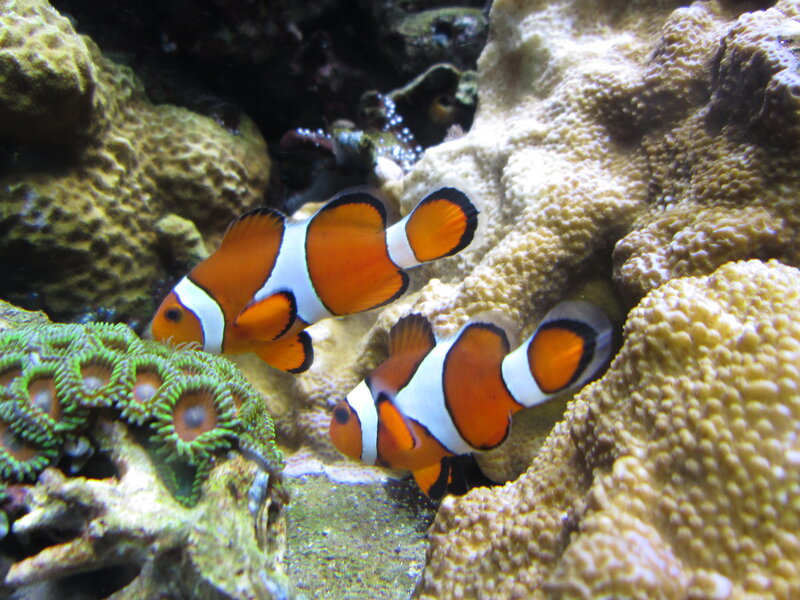 Two Clownfish in Coral — Orange