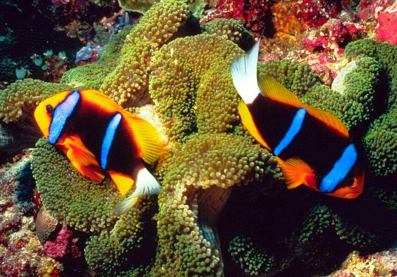 Two clownfish in coral reef