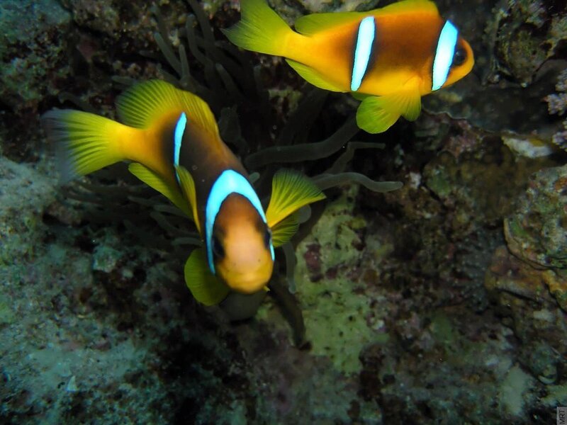 Two clownfish in coral reef