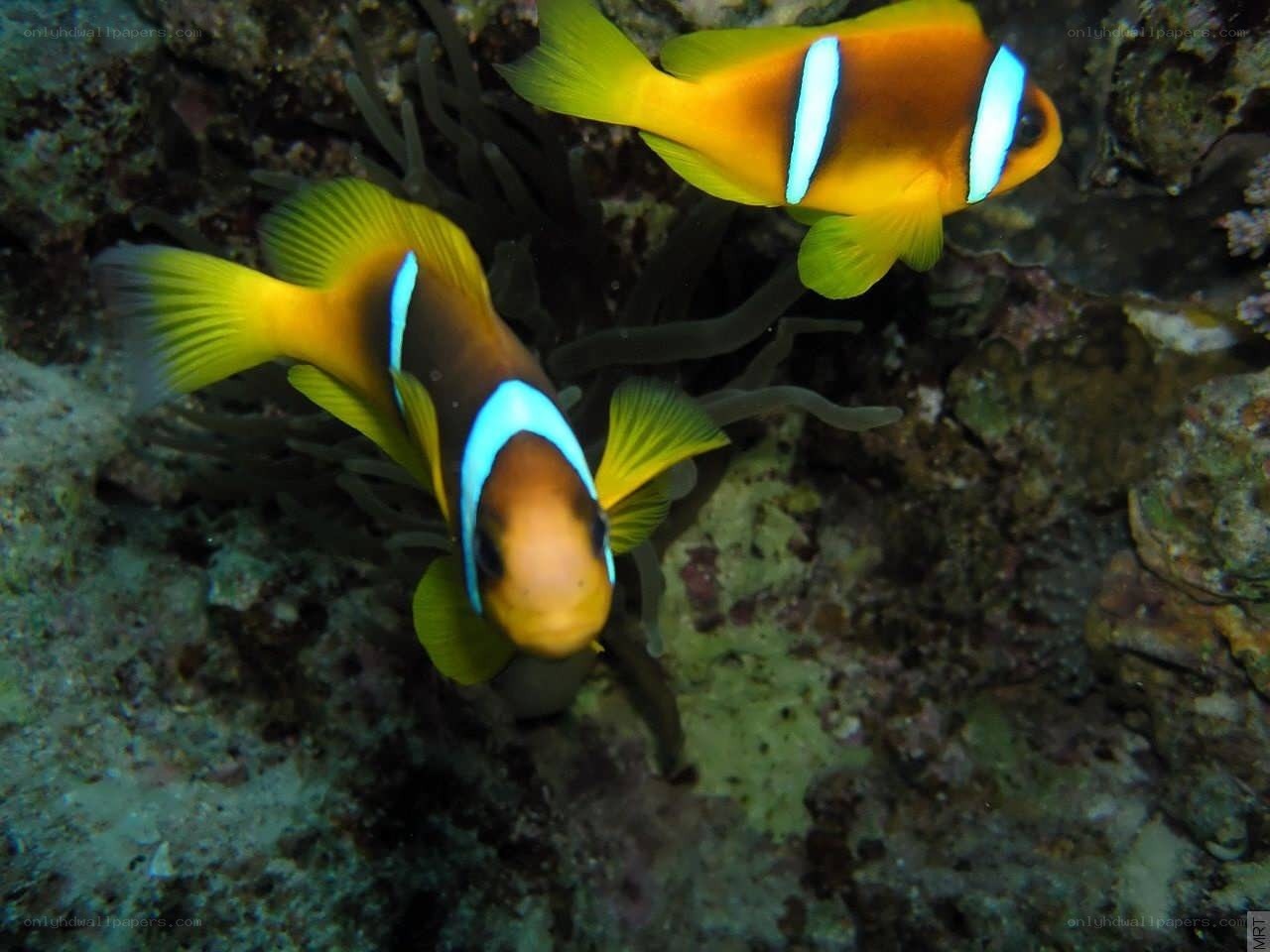 Two clownfish in coral reef