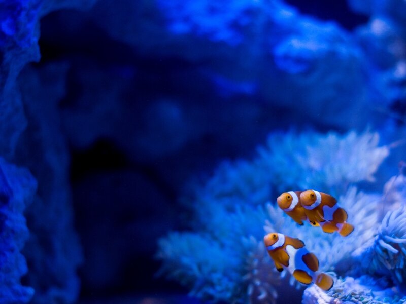 Two Clownfish in Coral