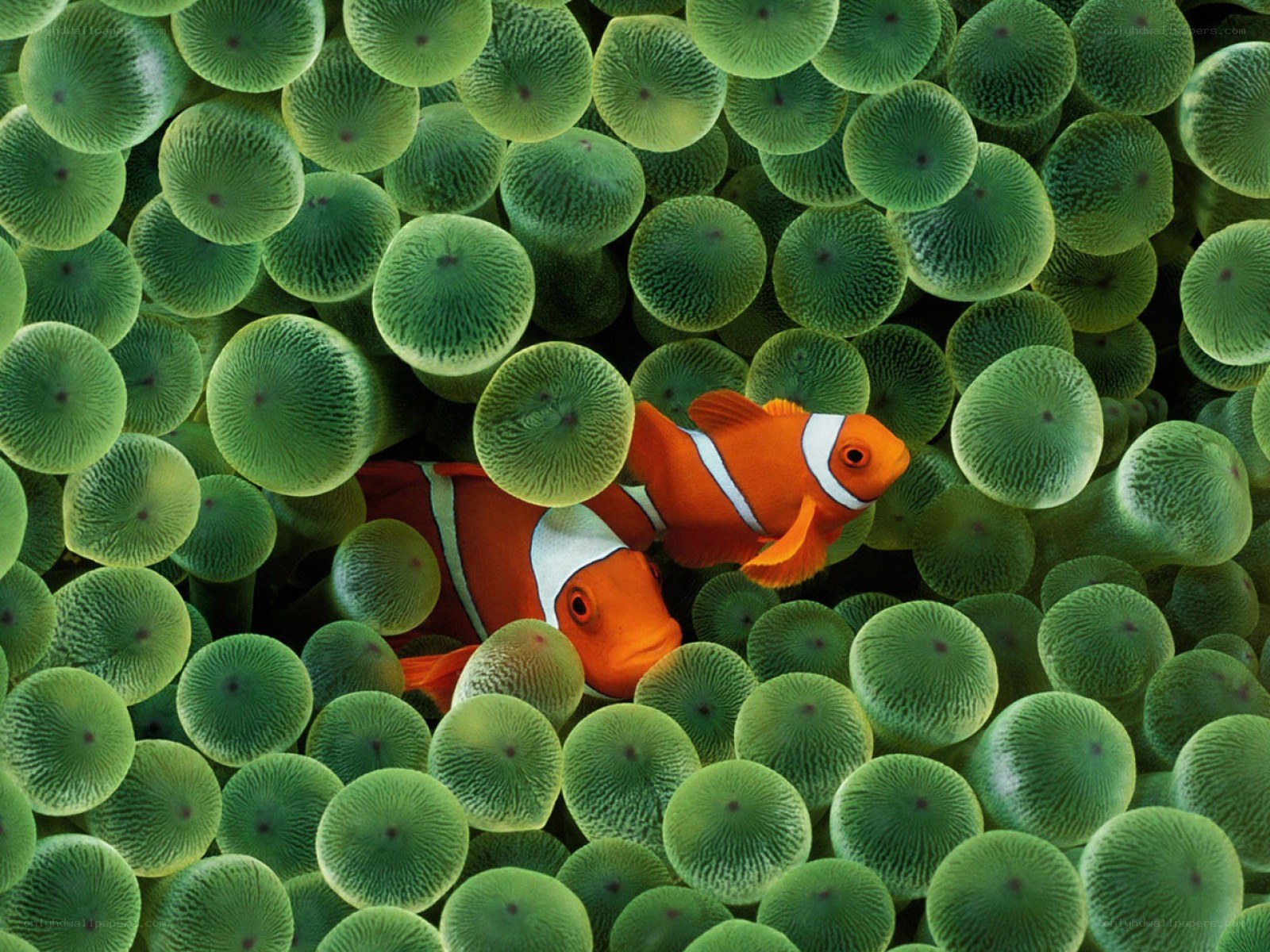Two clownfish in sea anemone
