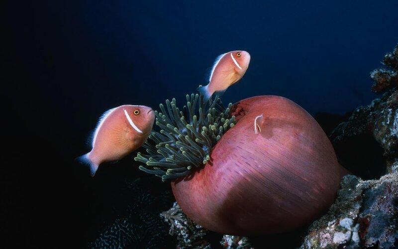 Two clownfish near anemone
