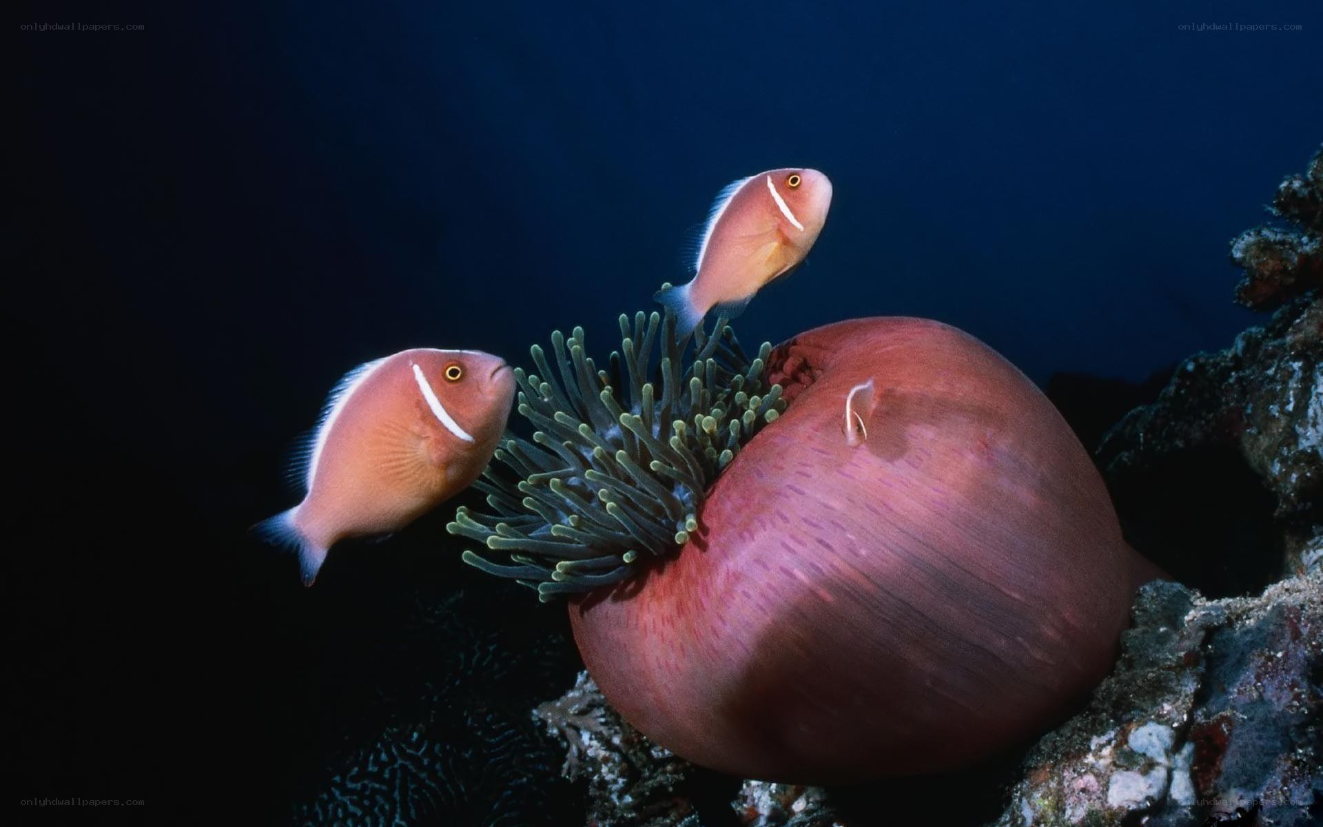 Two clownfish near anemone