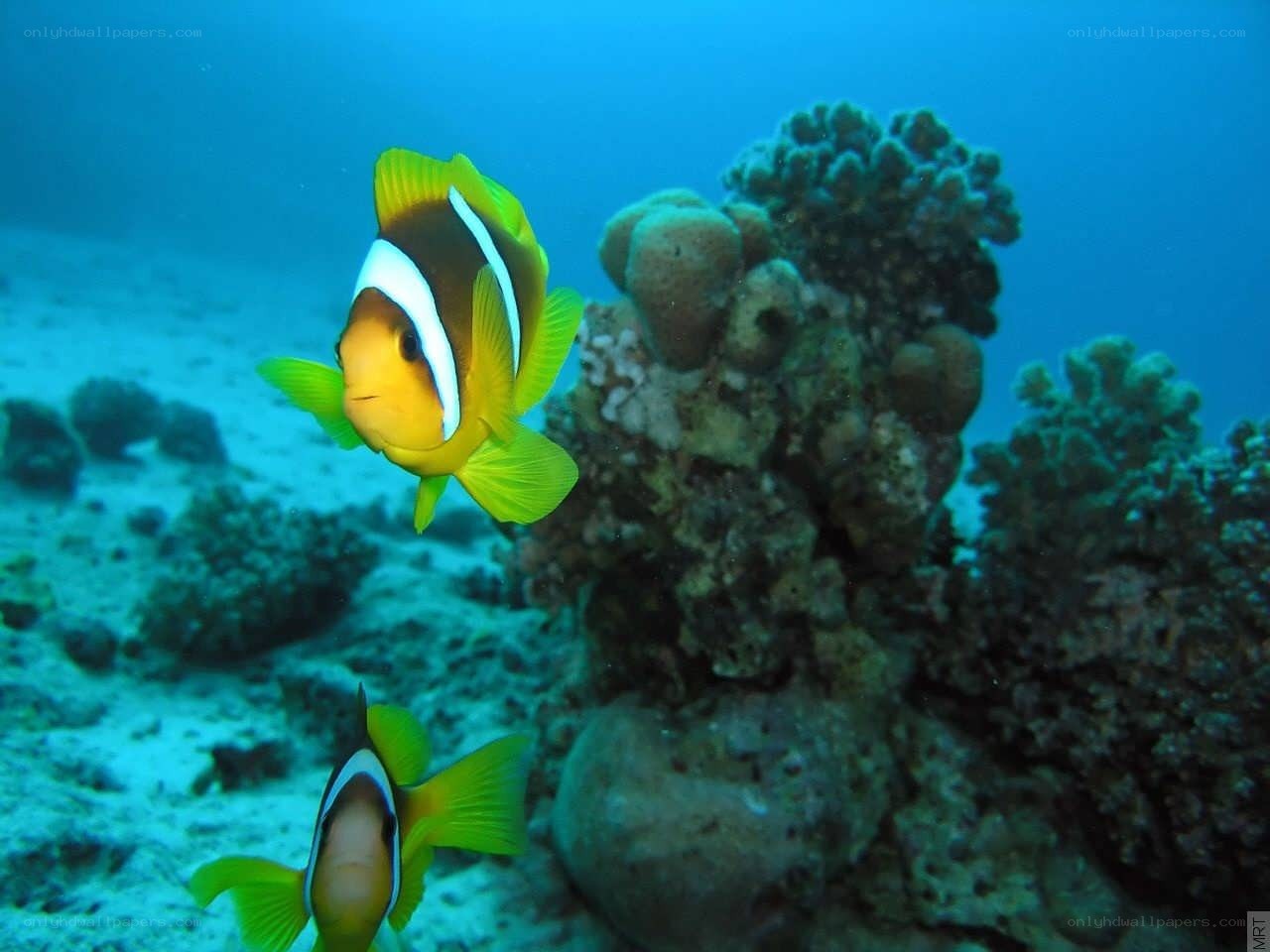 Two clownfish near coral reef