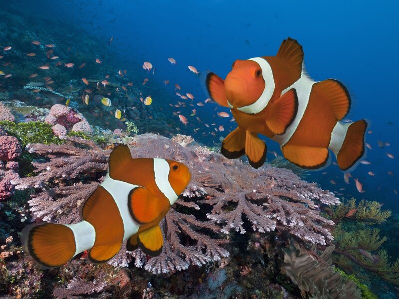 Two Clownfish on Coral