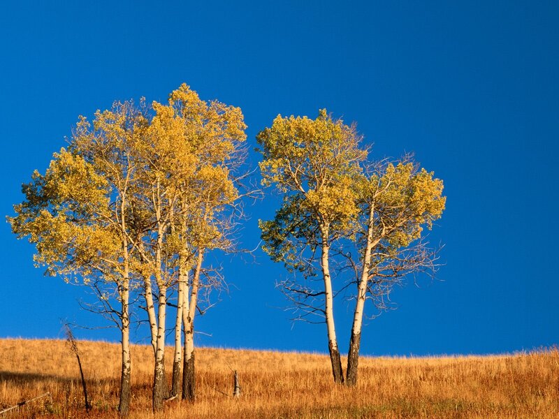 Two Clusters of Aspen Trees — Blue, Serene