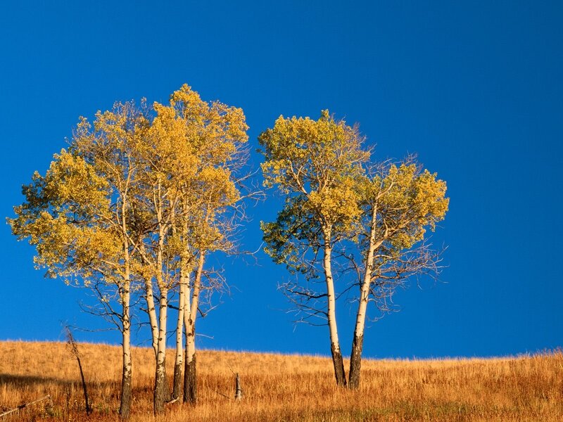 Two Clusters of Aspen Trees — Blue