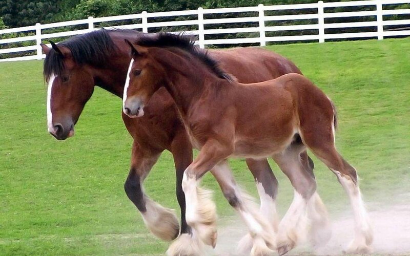 Two Clydesdale Horses — Green