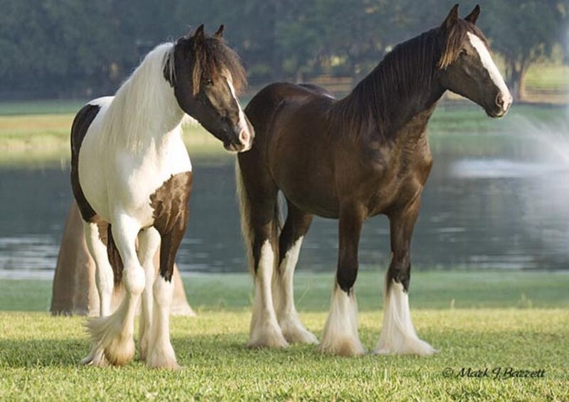 Two Clydesdale Horses
