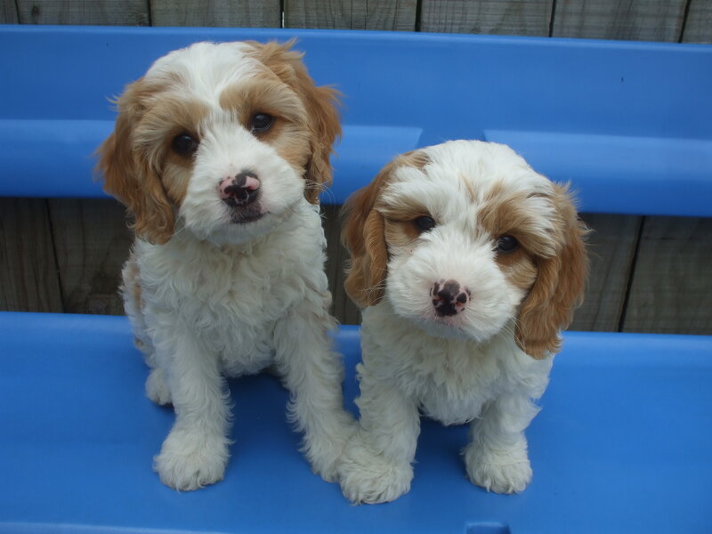 Two Cockapoo Puppies