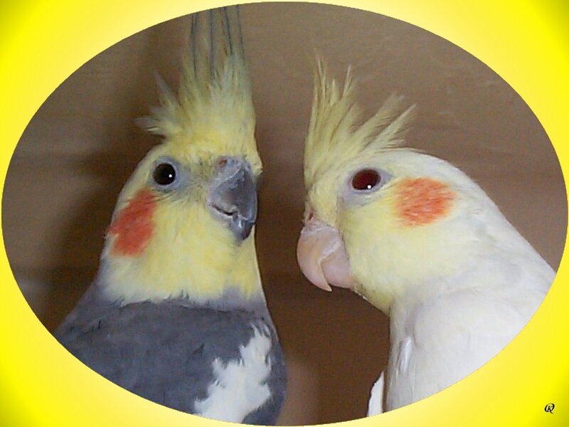 Two cockatiels facing each other