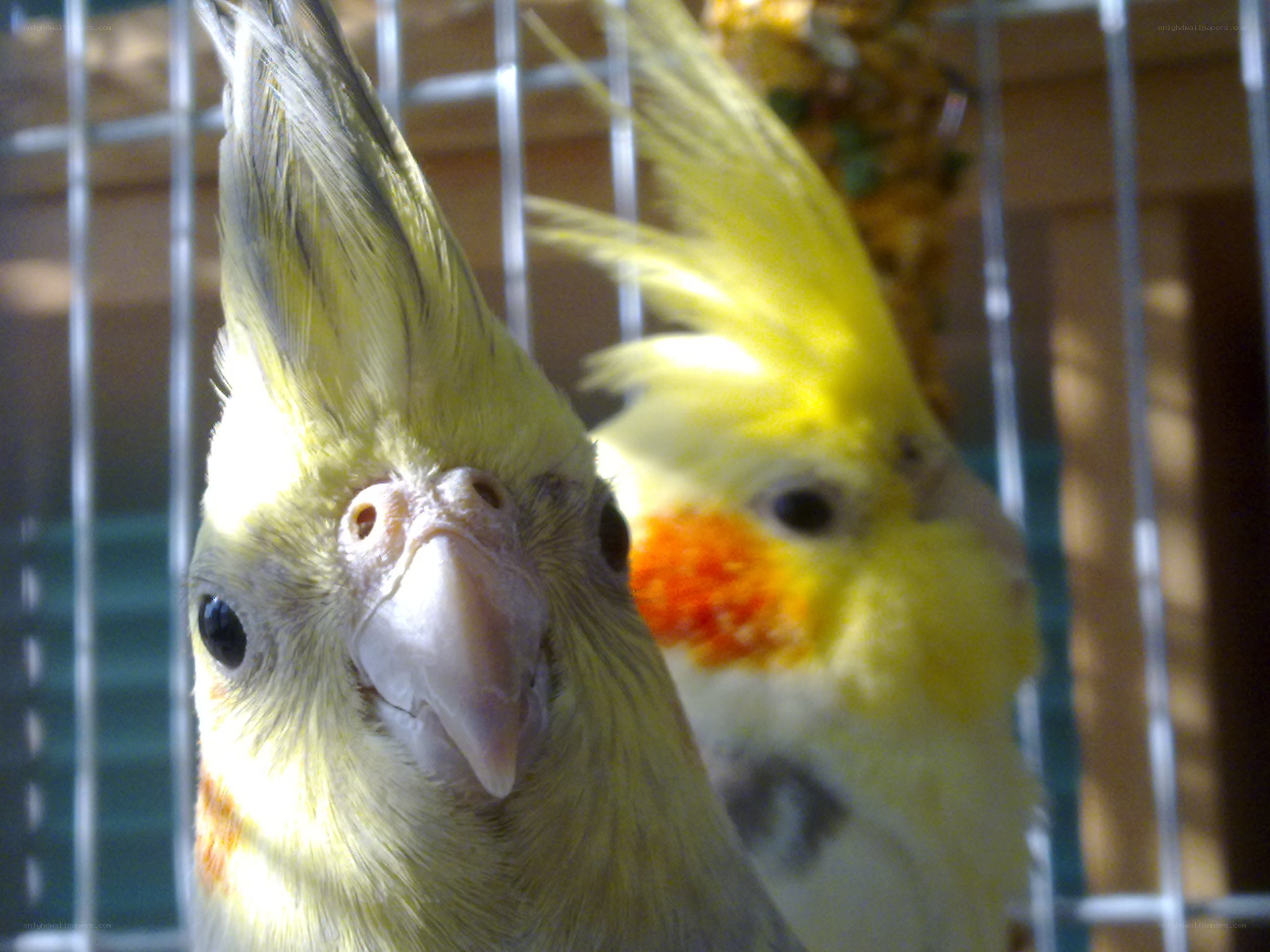 Two cockatiels in a cage