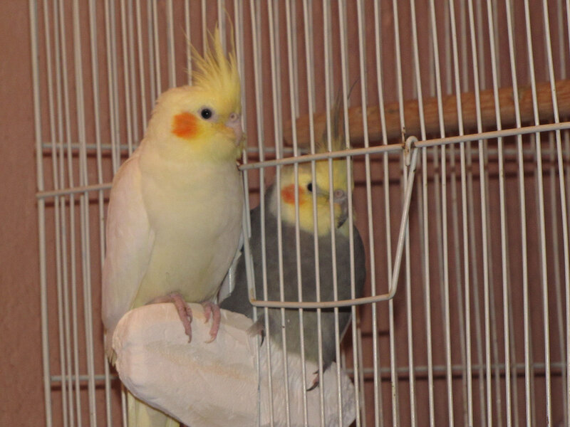 Two Cockatiels in Cage