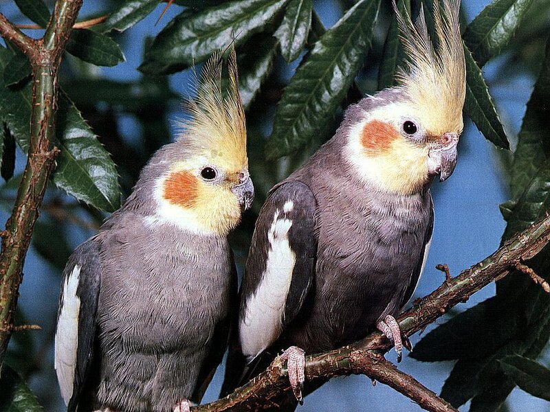 Two cockatiels on a branch