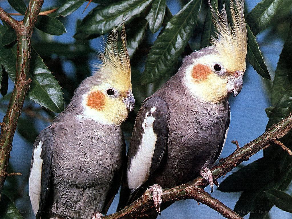 Two cockatiels on a branch