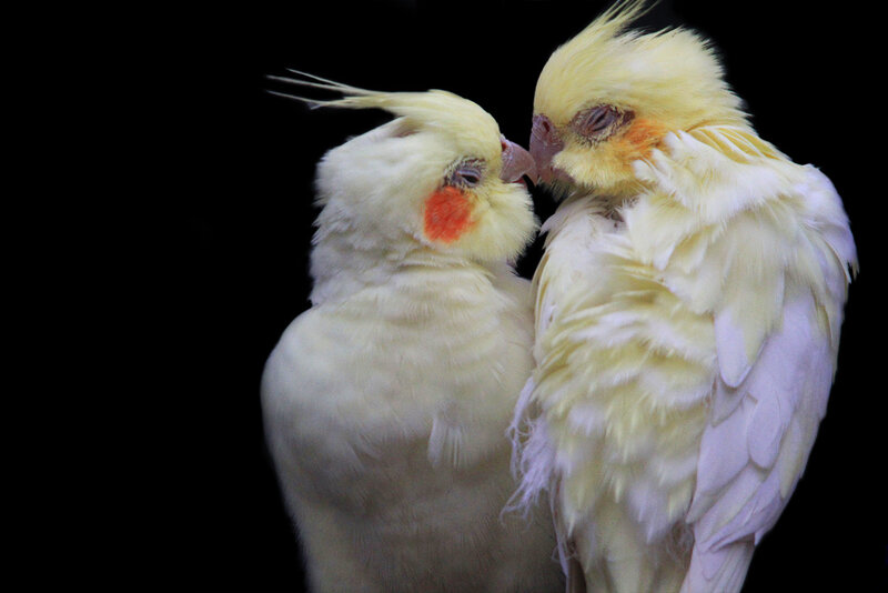 Two Cockatiels