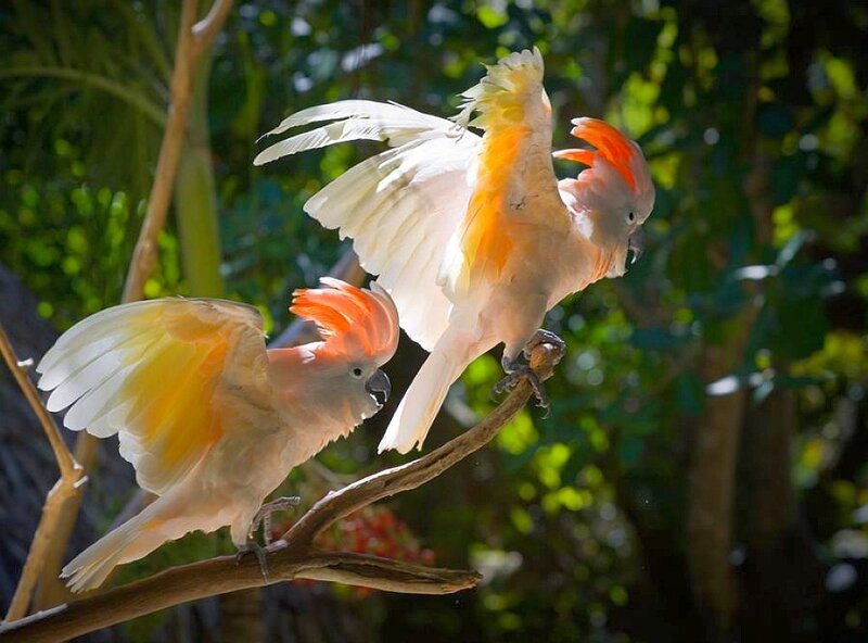 Two cockatoos on a branch