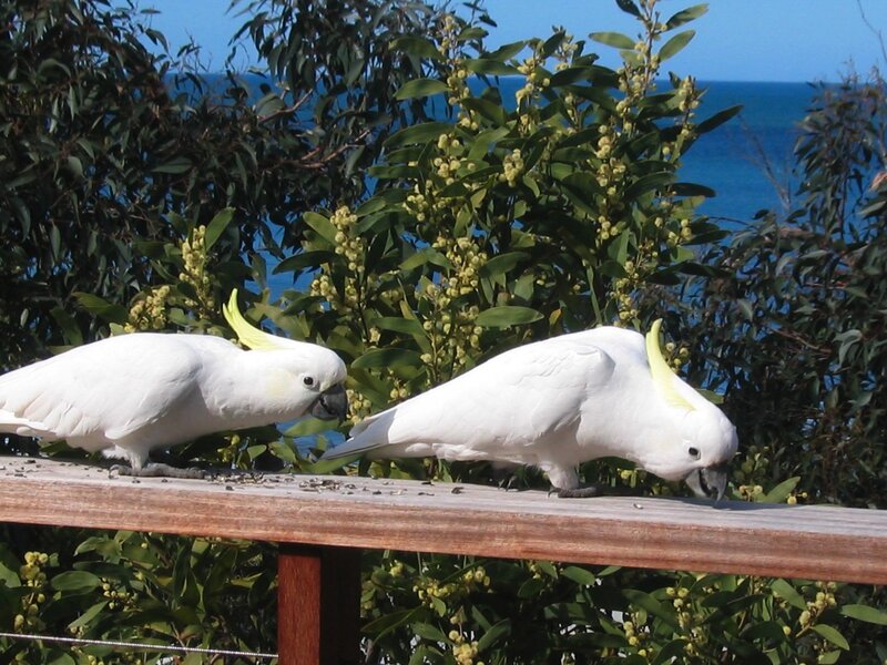 Two cockatoos on a railing