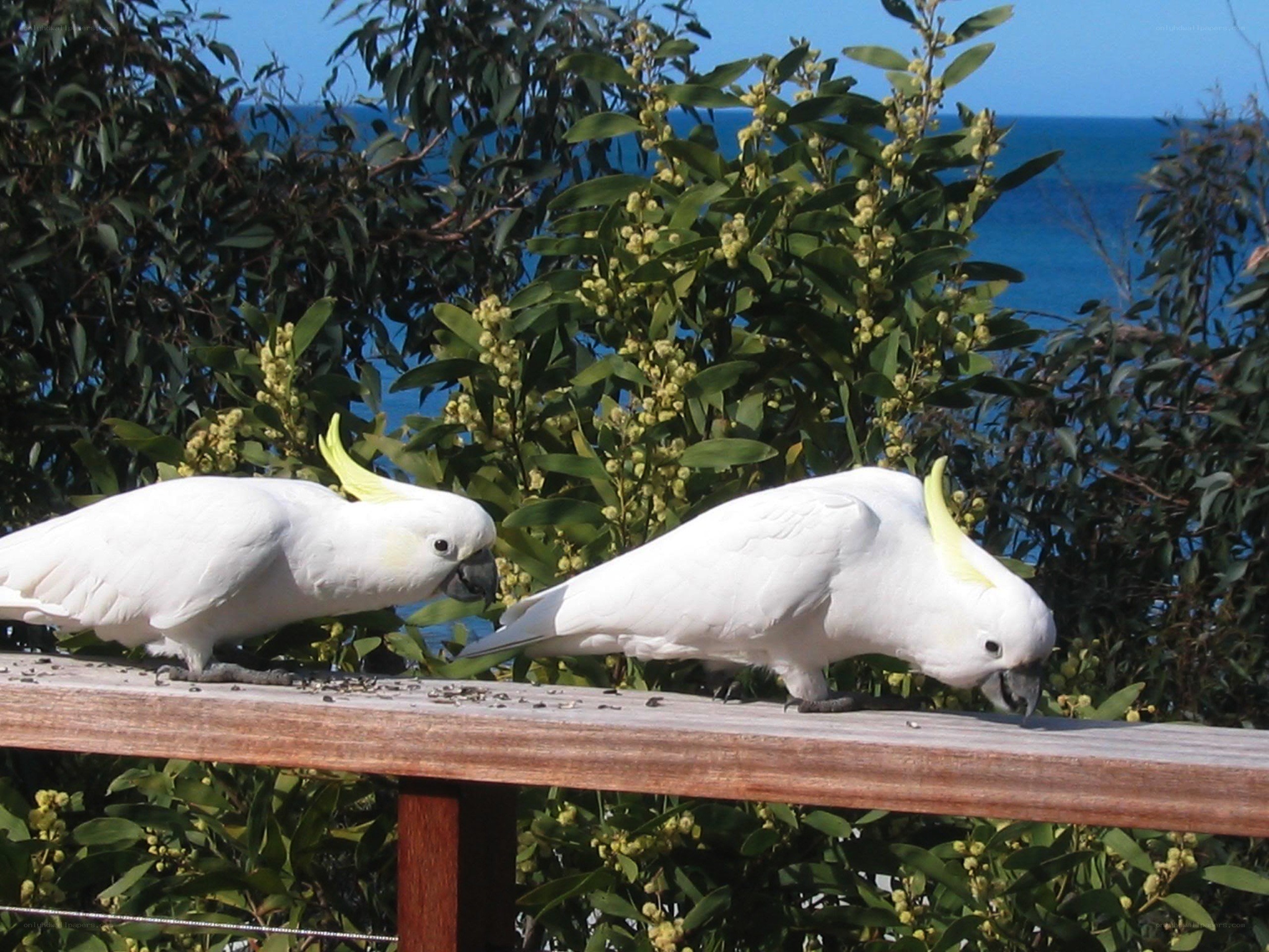 Two cockatoos on a railing