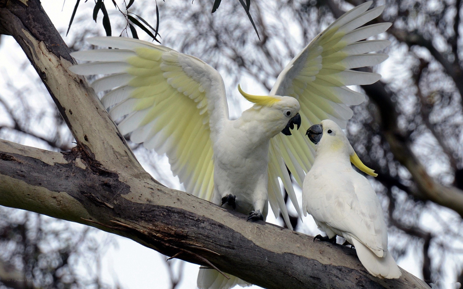 Two cockatoos on a tree branch