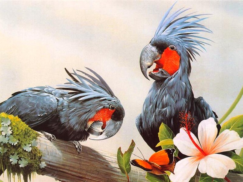 Two Cockatoos on Branch — Gray, Calm