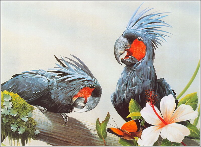 Two Cockatoos on Branch — Gray