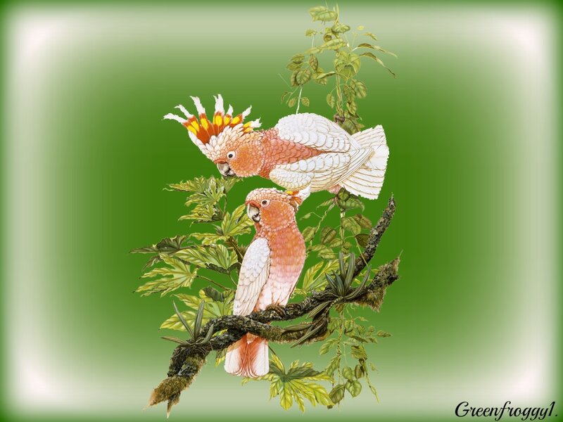 Two Cockatoos on Branch — Green, Serene