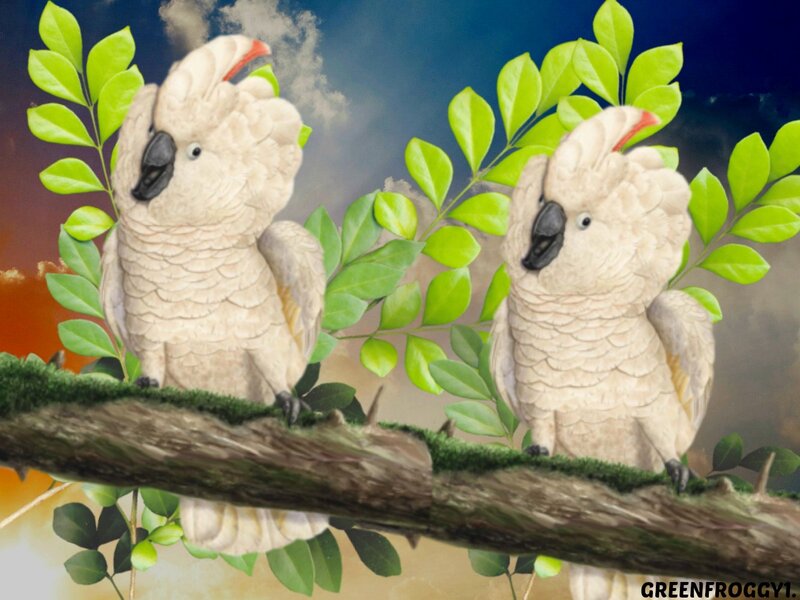 Two Cockatoos on Branch — Green