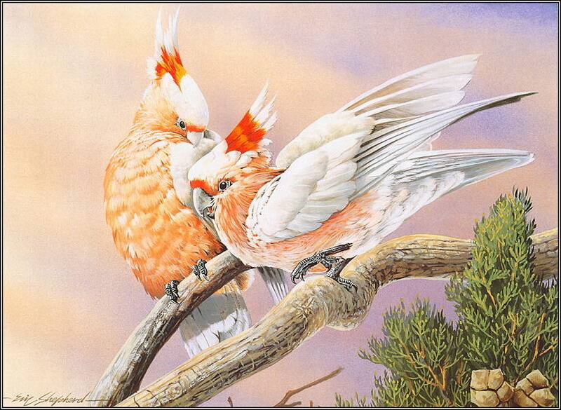 Two Cockatoos on Branch