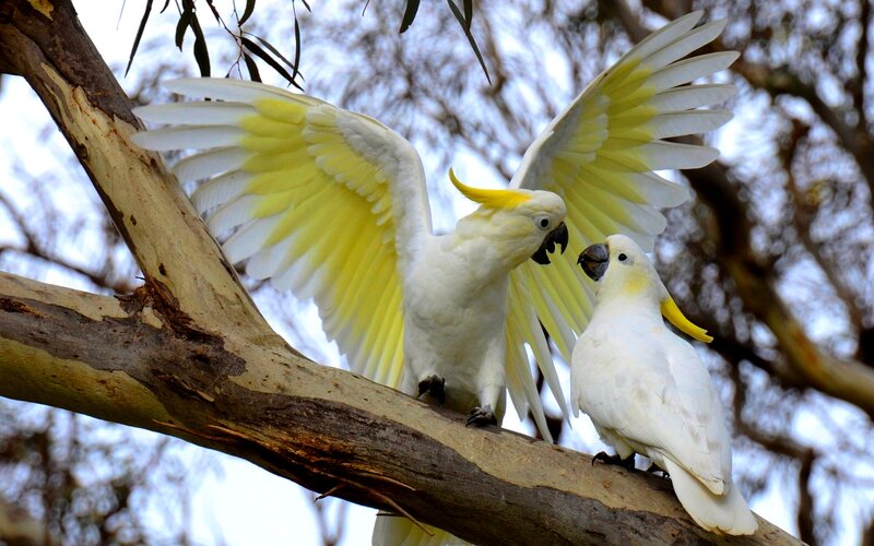 Two Cockatoos on Branch — White, Natural