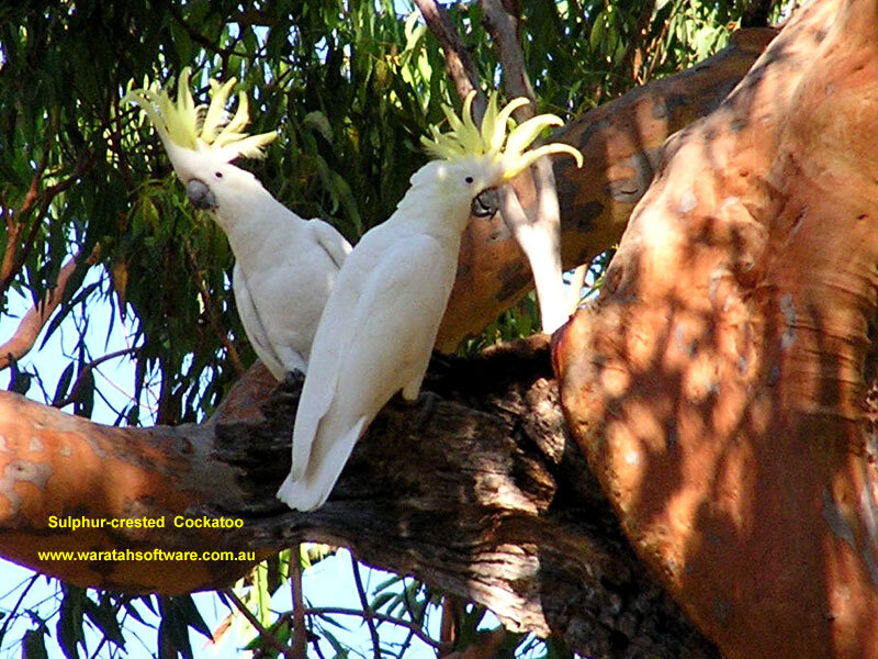 Two Cockatoos on Branch — White