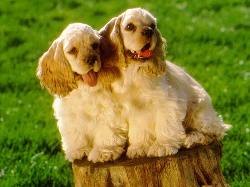 Two Cocker Spaniel Dogs