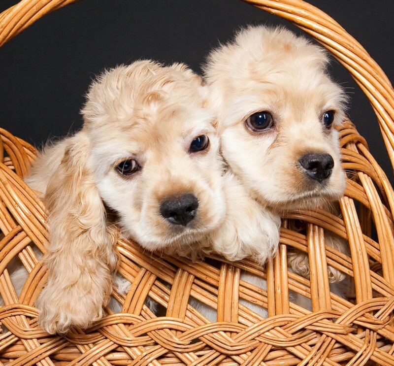 Two Cocker Spaniel Puppies — Brown, Calm