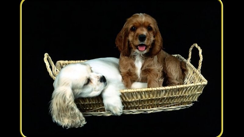 Two Cocker Spaniel Puppies — Brown