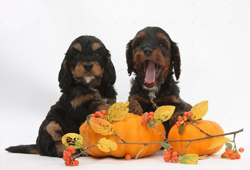 Two Cocker Spaniel Puppies — Orange